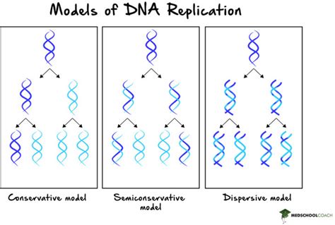 conservative semiconservative and dispersive replication|semiconservative replication model.